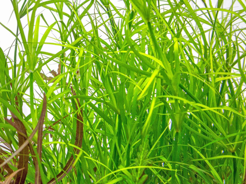 Preview: Kriechende Binse - Juncus repens in vitro